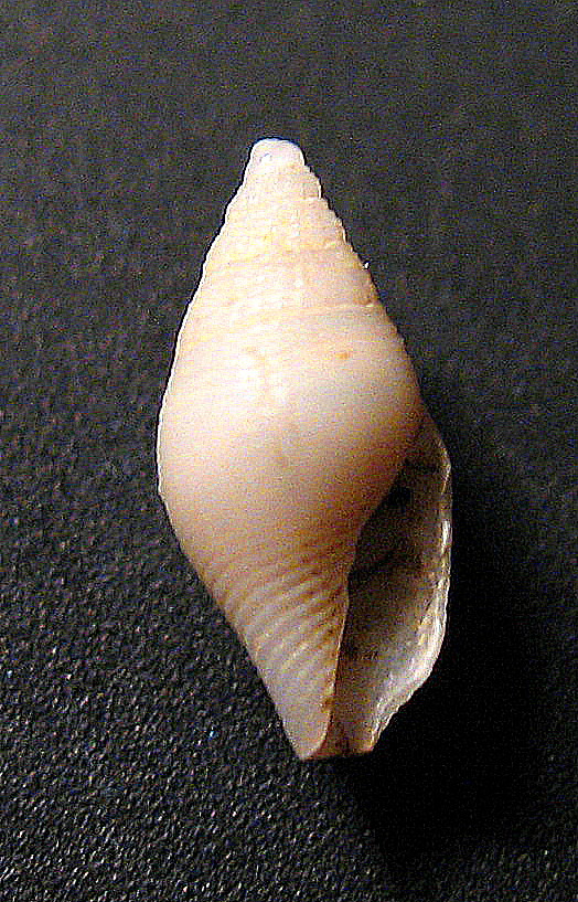 Conidae da verificare